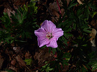 Geranium%20sanguineum%20Apfelbluete%20-%20Bluetenmacro.jpg