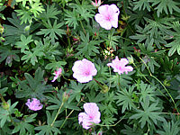 Geranium%20sanguineum%20Apfelbluete%20-%20unscharf.jpg