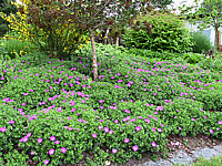 Geranium%20sanguineum%20Max%20Frei%2001.jpg