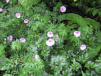Geranium%20sanguineum%20Striatum.JPG