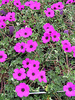 Geranium%20subcaulescens%20Guiseppe.jpg