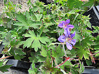 Geranium%20wlassovianum%2002.JPG