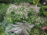 Gillenia%20trifoliata%2001.JPG