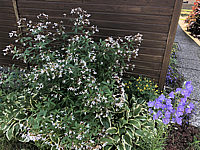 Gillenia%20trifoliata%2002.JPG