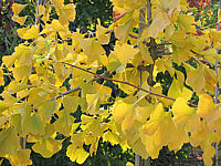 Ginkgo%20biloba%20-%20Herbst.JPG