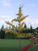 Ginkgo%20biloba%20-%20Herbstfaerbung%2001.jpg