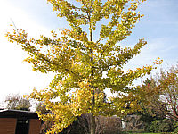 Ginkgo%20biloba%20-%20Herbstfaerbung%2002.JPG