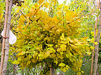 Ginkgo%20biloba%20Marijke%20-%20Herbst01.JPG