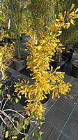Ginkgo%20biloba%20Saratoga%20-%20Herbst.JPG