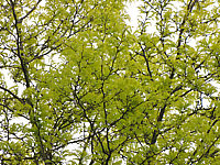 Gleditsia%20triacanthos%20Sunburst%20-%20Baum%20im%20Austrieb%20nah.JPG