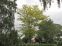 Gleditsia%20triacanthos%20Sunburst%20-%20Baum%20im%20Austrieb.JPG