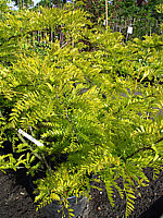 Gleditsia%20triacanthos%20Sunburst%2002.jpg