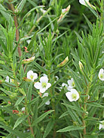 Gratiola%20officinalis%2001.jpg