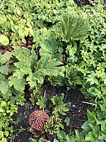 Gunnera%20tinctoria%20-%20Bluetenstand%20+%20Blaetter.HEIC