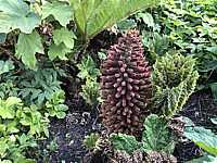 Gunnera%20tinctoria%20-%20Bluetenstand%20nah.HEIC