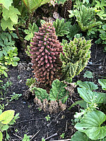 Gunnera%20tinctoria%20-%20Bluetenstand.HEIC