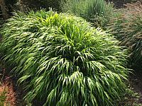 Hakonechloa%20macra%2001.JPG