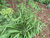 Hakonechloa%20macra%2002.jpg