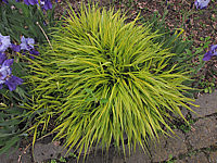 Hakonechloa%20macra%20Aureola%2001.JPG