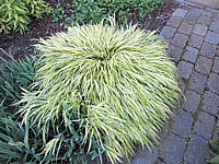 Hakonechloa%20macra%20Aureola%2002.JPG