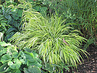 Hakonechloa%20macra%20Aureola%2003.JPG