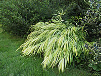 Hakonechloa%20macra%20Aureola%2004.jpg