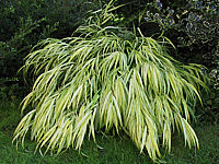 Hakonechloa%20macra%20Aureola%2005.jpg