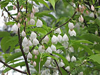 Halesia%20carolina%20-%20Blueten%20nah.JPG