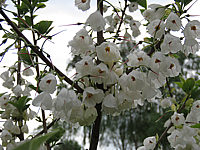 Halesia%20carolina%20-%20Bluetenmacro02.JPG
