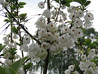 Halesia%20carolina%20-%20Bluetenmacro03.JPG