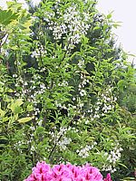 Halesia%20monticola%20-%20Bluehend.jpg