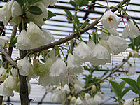 Halesia%20monticola%20-%20Bluetenmacro01.JPG