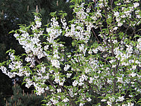 Halesia%20monticola%20-%20Sol%2008.JPG