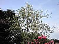 Halesia%20monticola%20-%20Sol%20in%20Bluete1.JPG