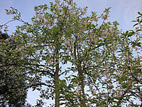 Halesia%20monticola%20-%20Sol%20in%20Bluete2.JPG