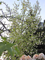 Halesia%20monticola%20-%20Sol%20in%20Bluete3.JPG