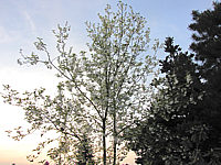 Halesia%20monticola%20-%20Sol%20in%20Bluete5.JPG