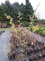 Hamamelis%20Arnold%20Promise%201,5m.JPG