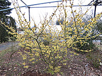 Hamamelis%20Arnold%20Promise%20Solitaer.JPG