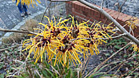 Hamamelis%20Barmstedt%20Gold%20-%20Blueten%20nah.JPG