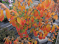 Hamamelis%20Barmstedt%20Gold%20-%20Herbstfaerbung.JPG