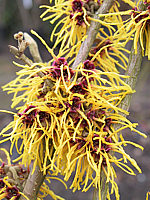 Hamamelis%20Barmstedt%20Gold.JPG