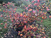 Hamamelis%20Diane%20-%20009%20restl%20Herbstf.JPG