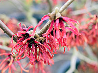 Hamamelis%20Diane%20-%20Macro%201.JPG