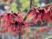 Hamamelis%20Diane%20-%20Macro%202.JPG
