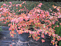 Hamamelis%20Diane%20Herbst.JPG