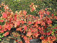 Hamamelis%20Diane%20Herbst1.JPG