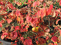 Hamamelis%20Diane%20Herbst2.JPG