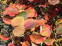 Hamamelis%20Jelena%20Herbst.JPG
