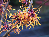 Hamamelis%20Orange%20Beauty1.JPG